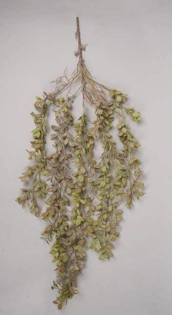 Astilbe Leaves Hanging